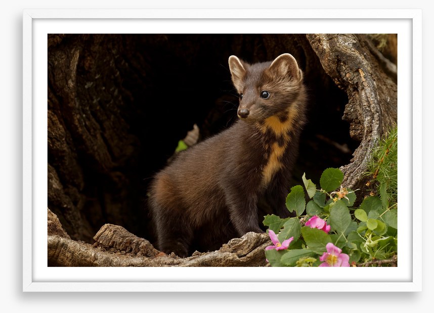 Little pine marten