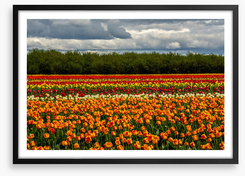 Meadows