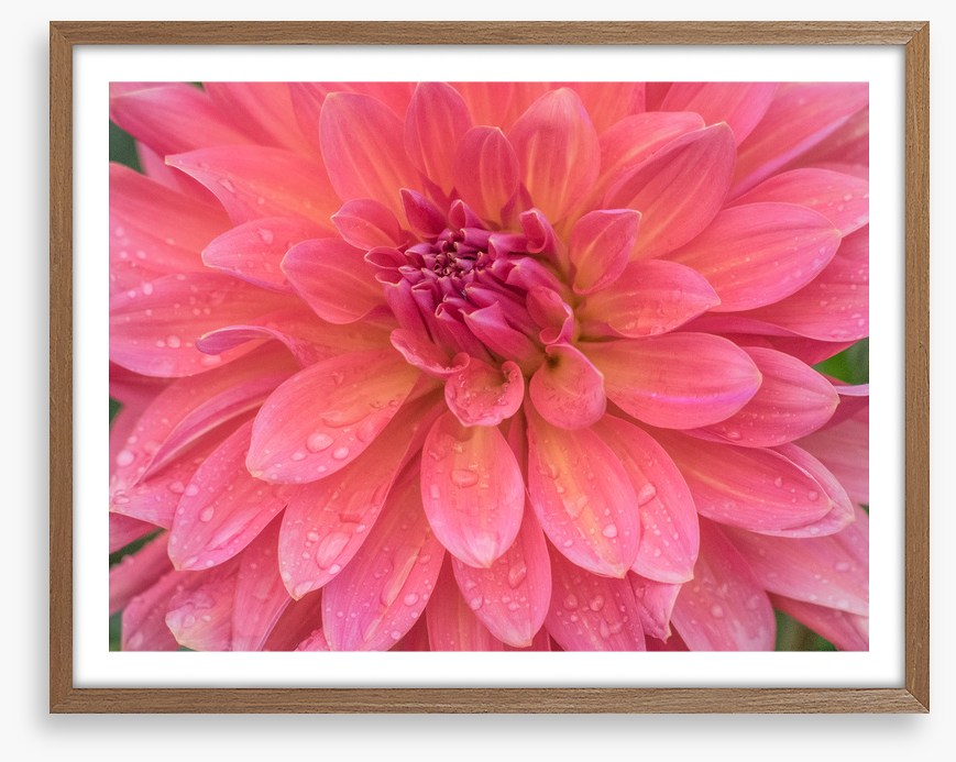 Dahlia dew drops
