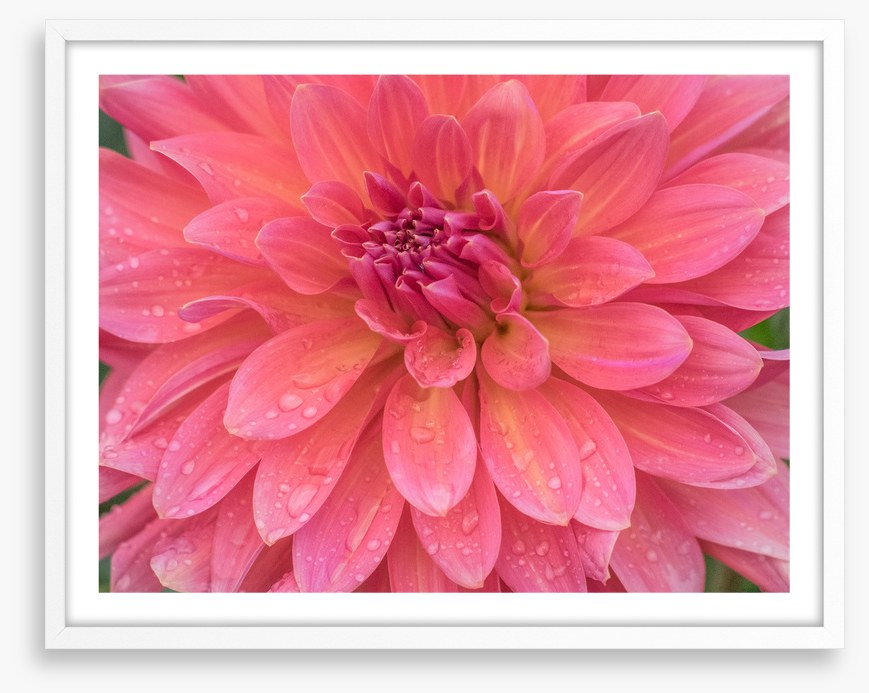 Dahlia dew drops