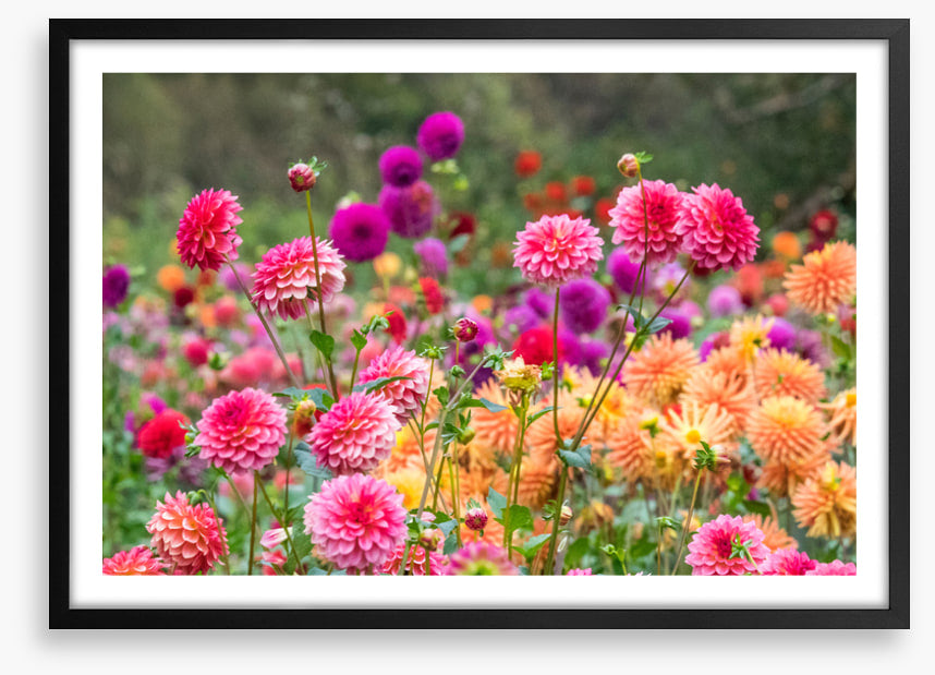 Dahlia for days
