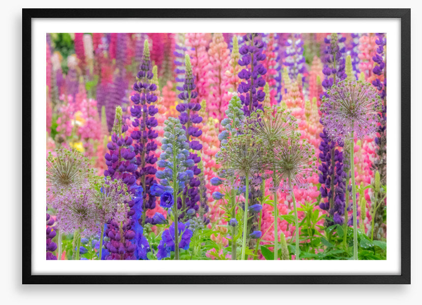 In the lupine