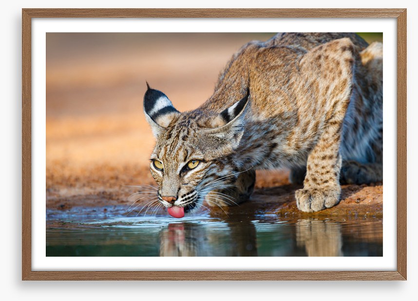 Thirsty bobcat