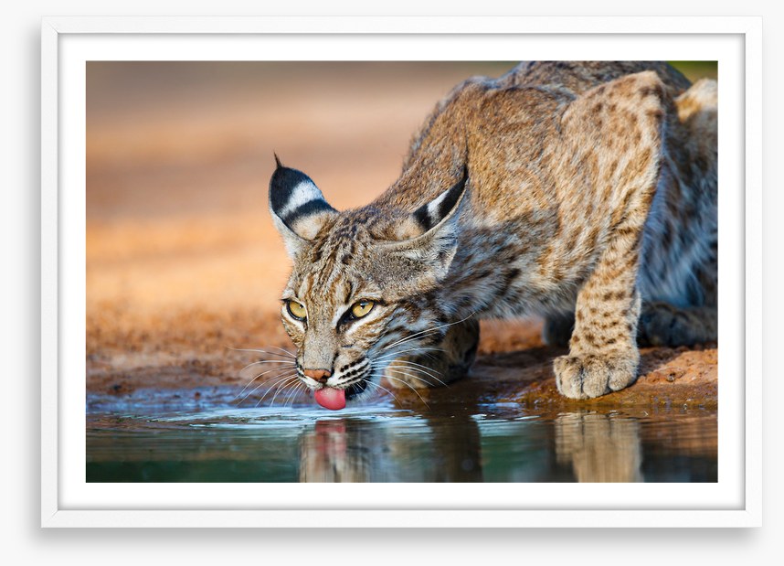 Thirsty bobcat