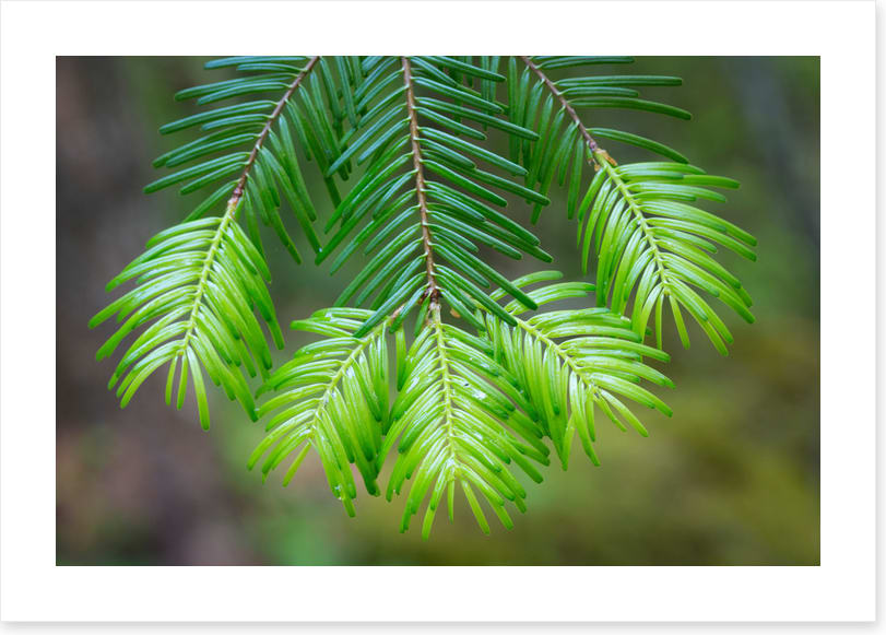 Leaves