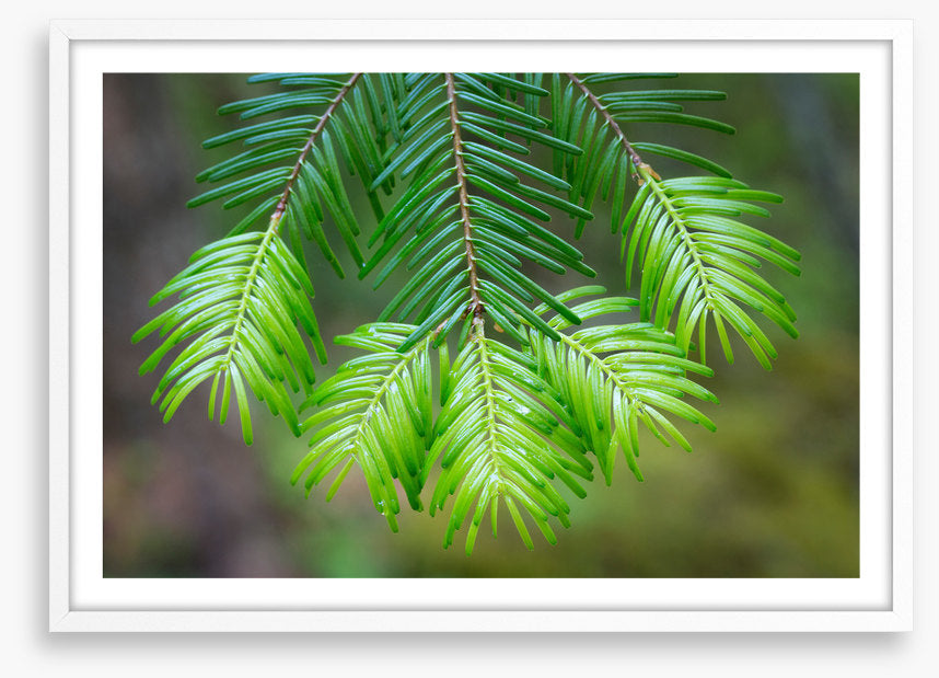 Leaves