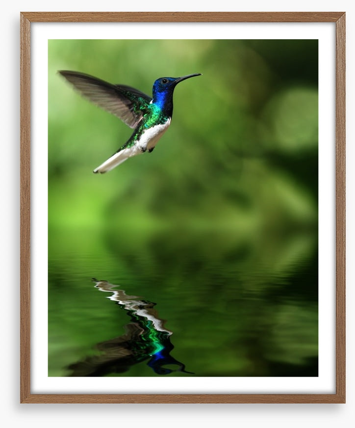 Tropical hummingbird