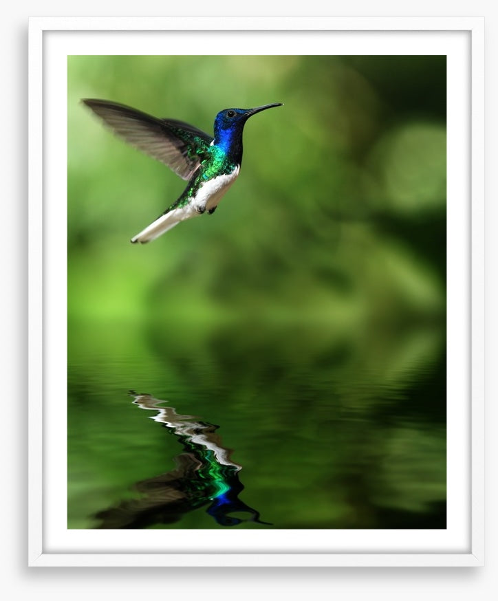 Tropical hummingbird
