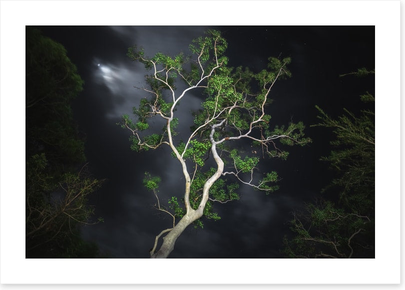 Gum tree moonlight