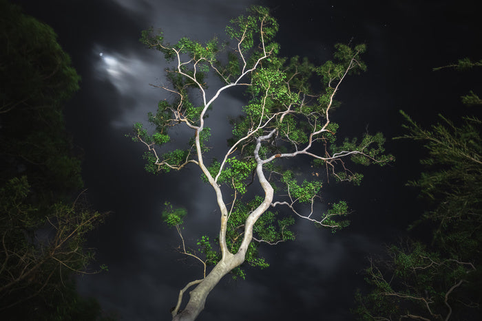 Gum tree moonlight