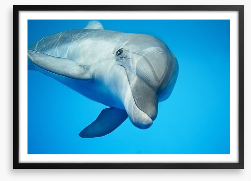 Hello dolphin