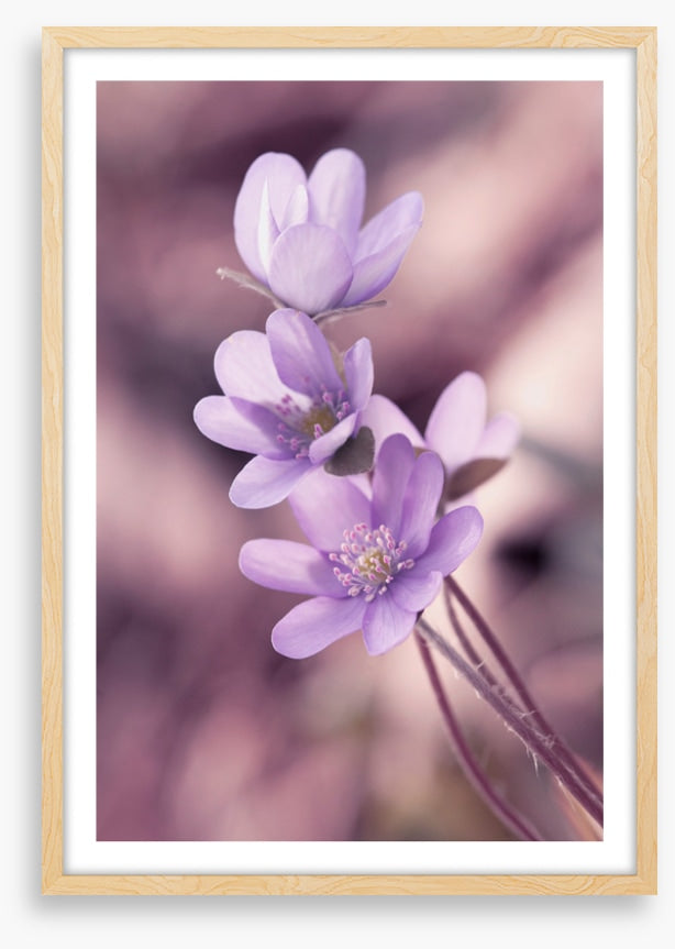 Lilac liverleaf