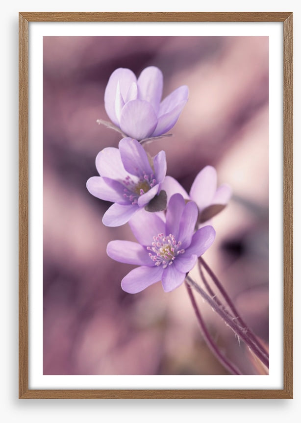 Lilac liverleaf