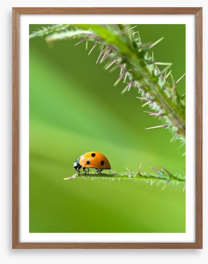 Insects