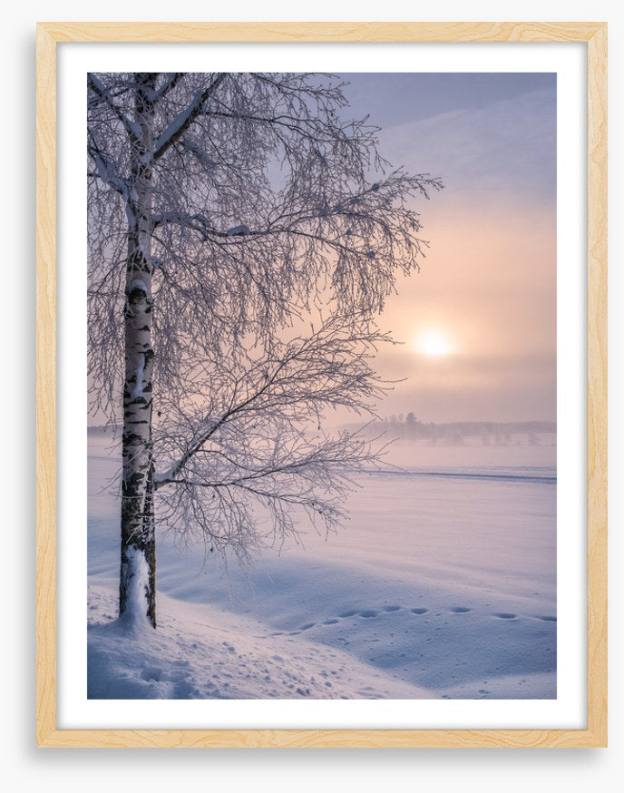 Soft winter sunrise