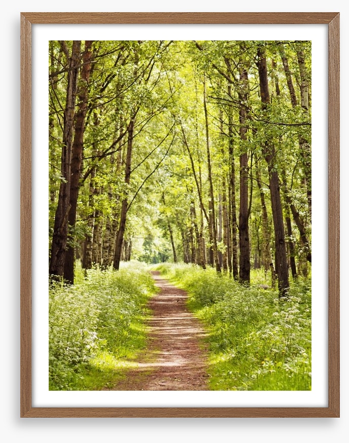 Sunny forest path
