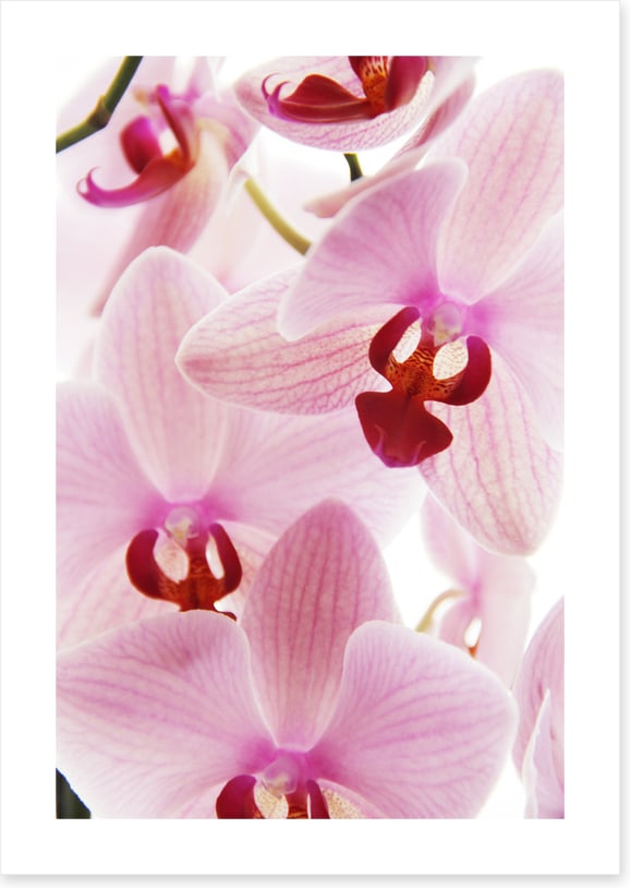 Orchid distraction