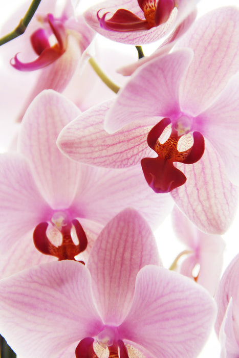 Orchid distraction