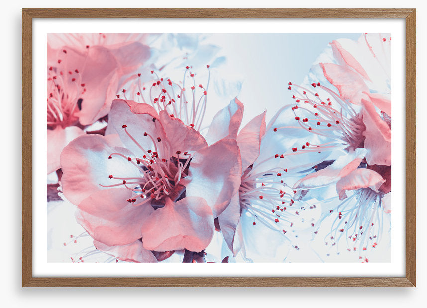 Blossoming blues