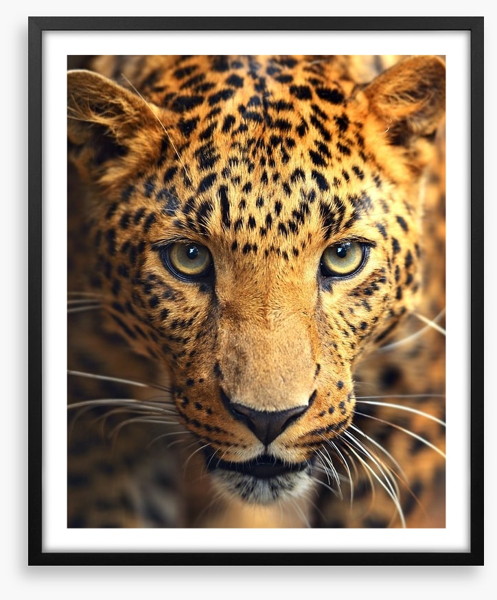 Leopard approach