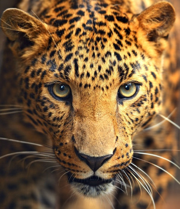 Leopard approach