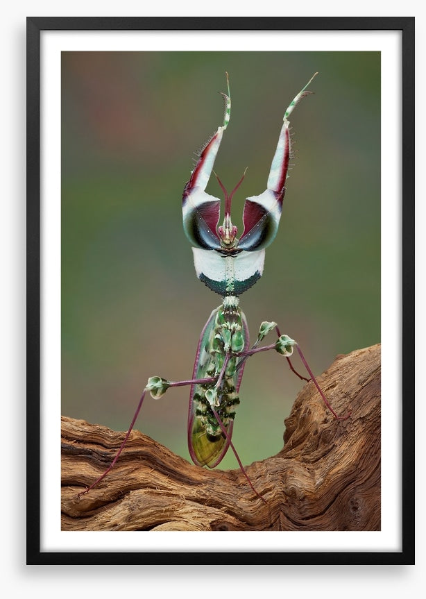 Insects