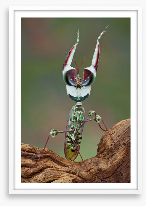 Insects