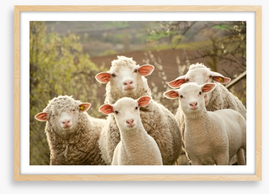 Inquisitive lambs