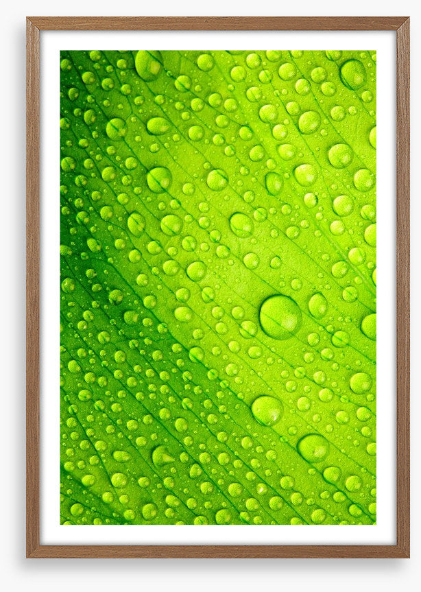 Green leaf drops