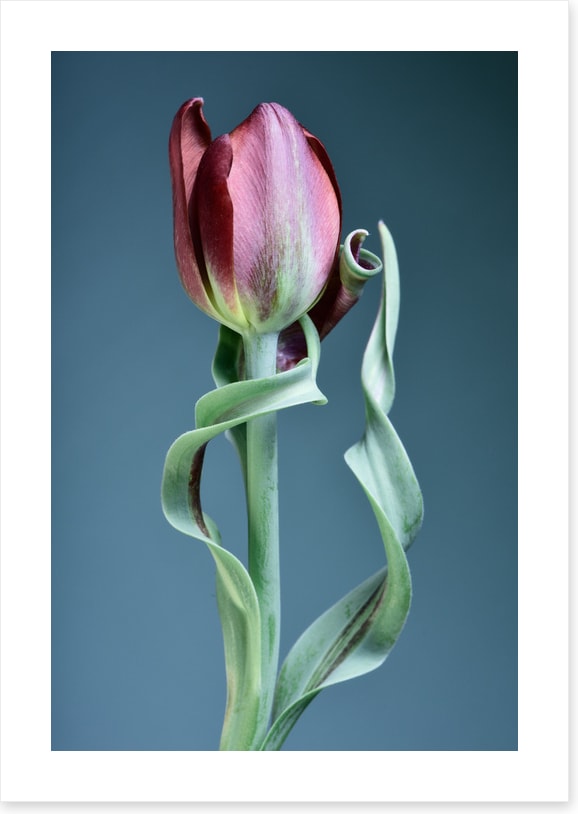 Tulip twist