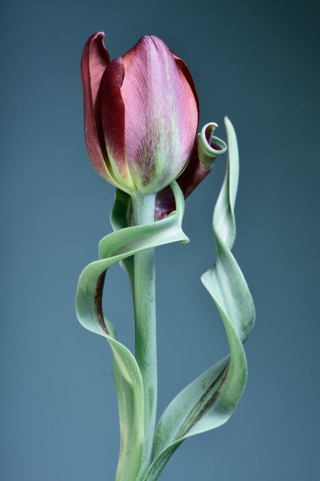 Tulip twist