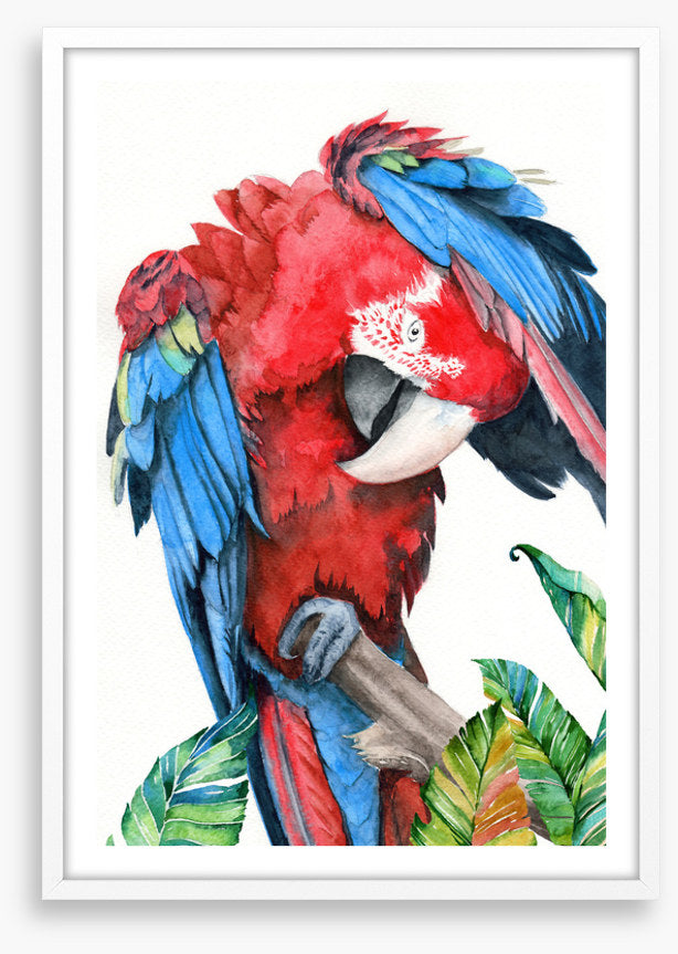 Preening parrot