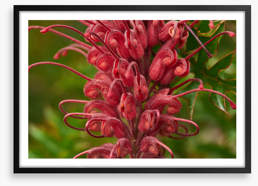 Grevillea superb