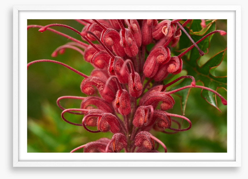 Grevillea superb