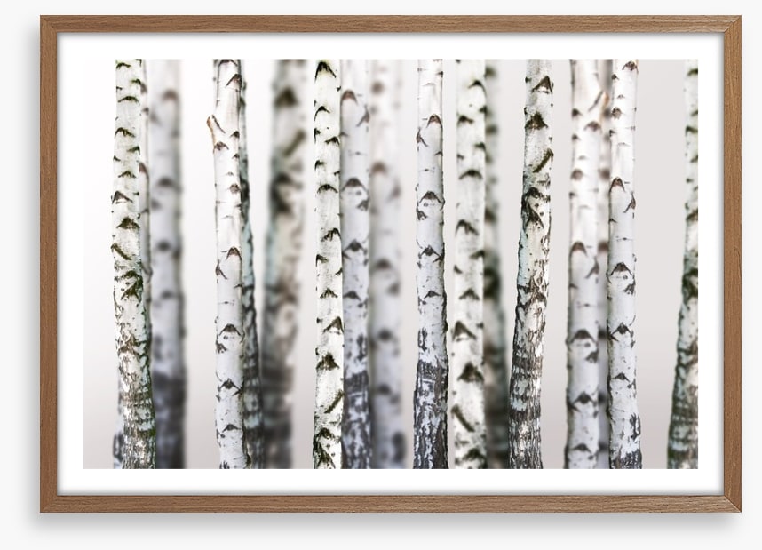 Birch beauty