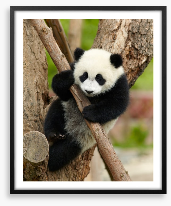 Hold on panda