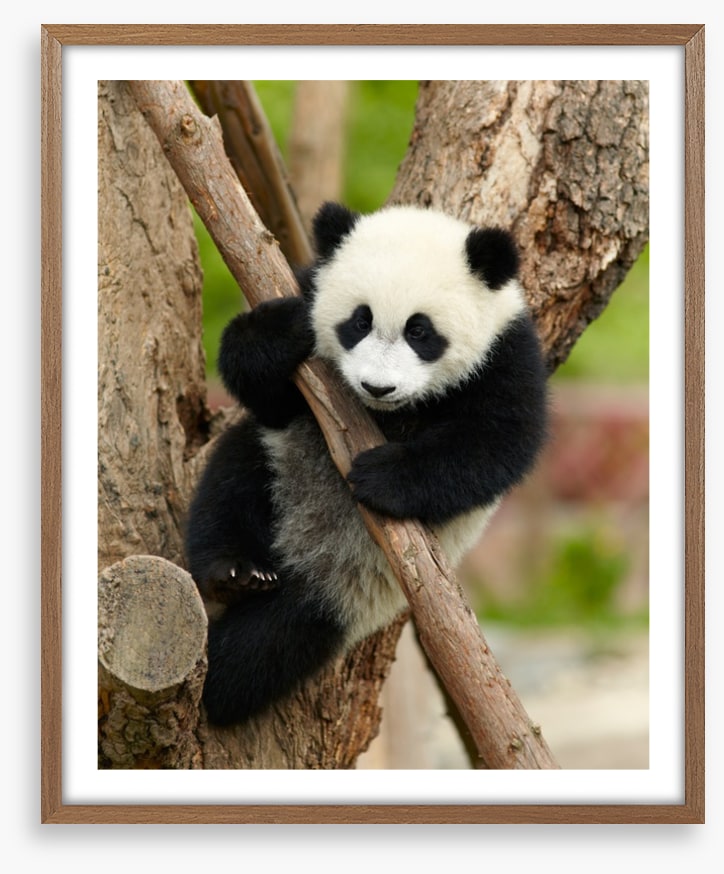 Hold on panda