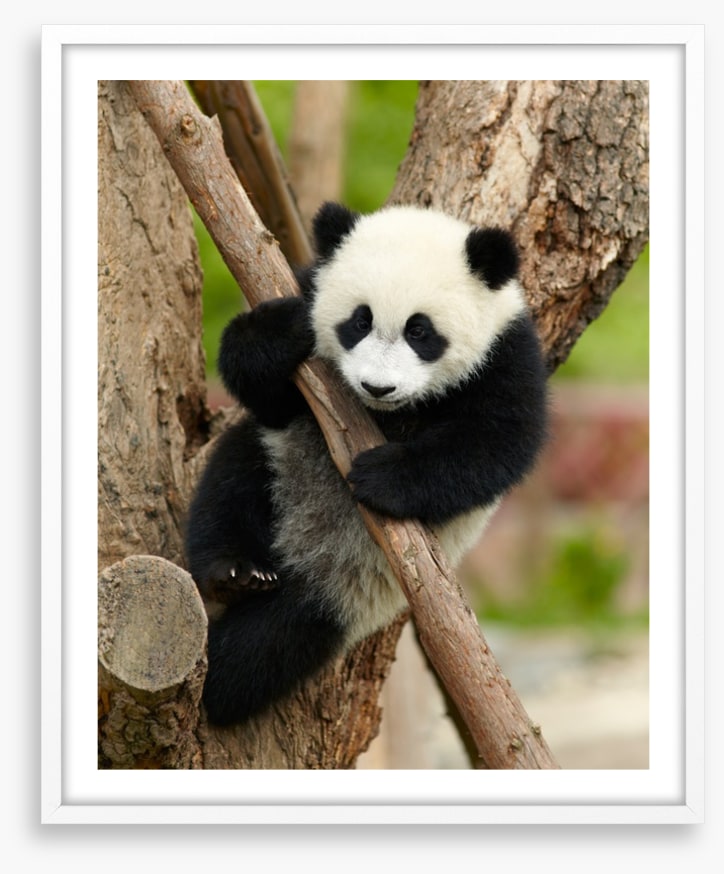 Hold on panda