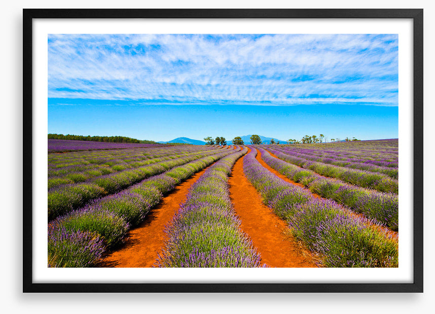 Bridestowe lavender