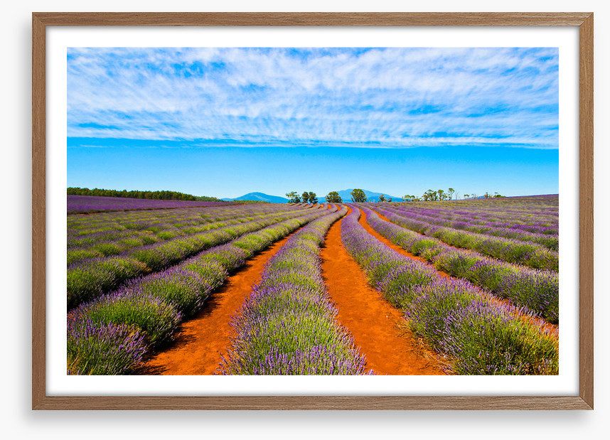 Bridestowe lavender