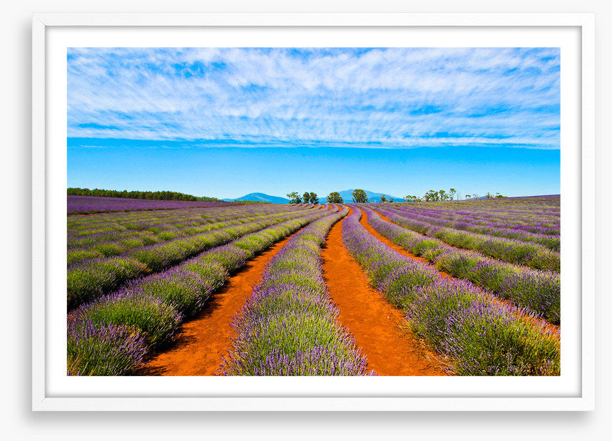 Bridestowe lavender