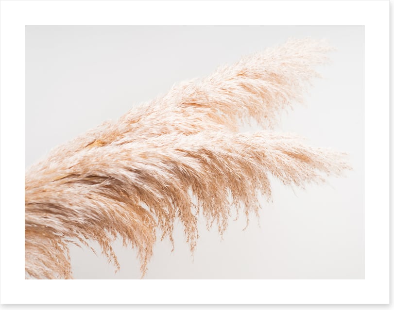 Pampas plumes