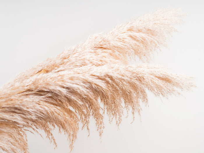 Pampas plumes