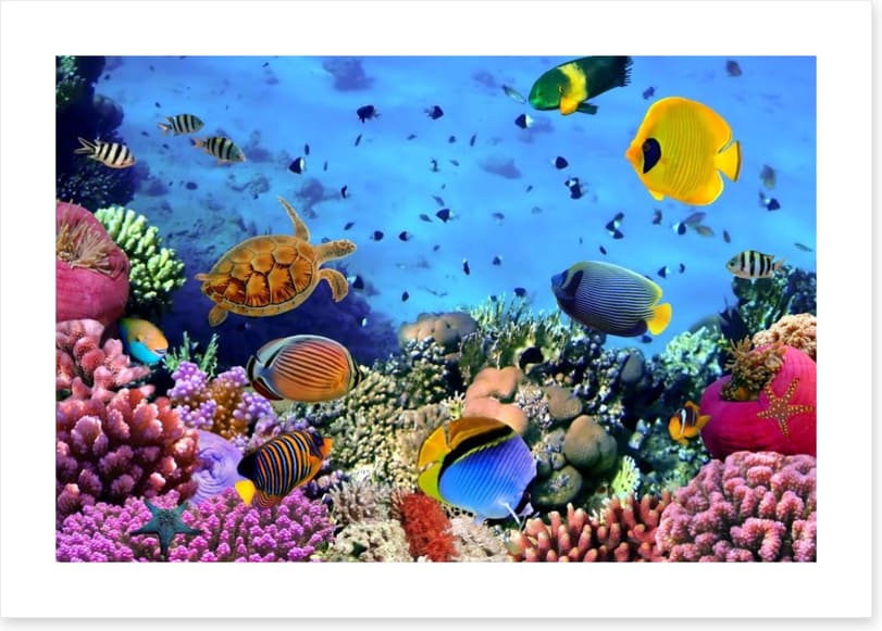 Coral life