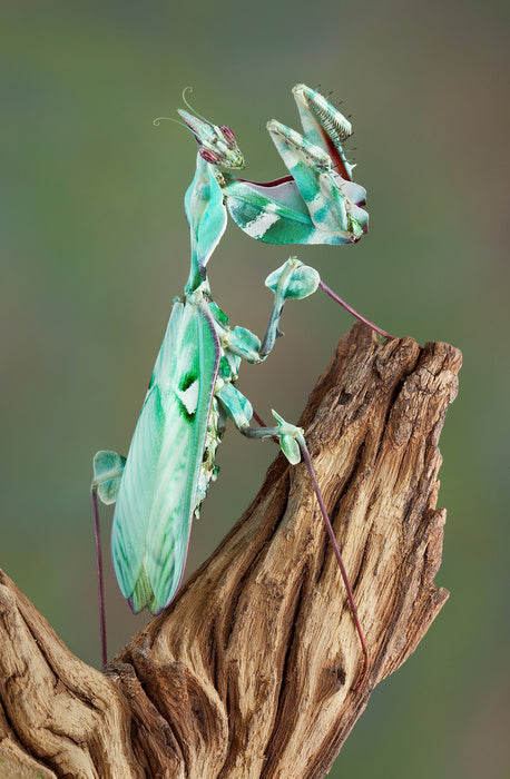 Turquoise mantis