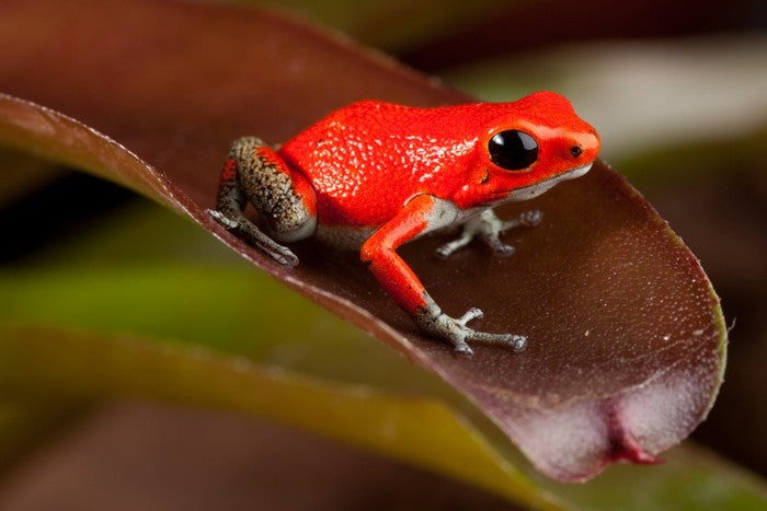 Reptiles / Amphibian