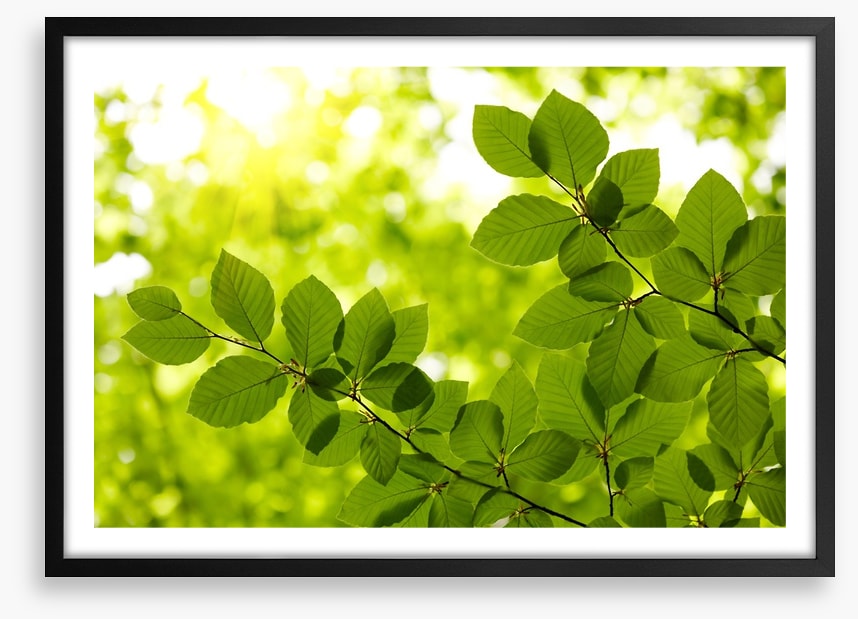 Leaves