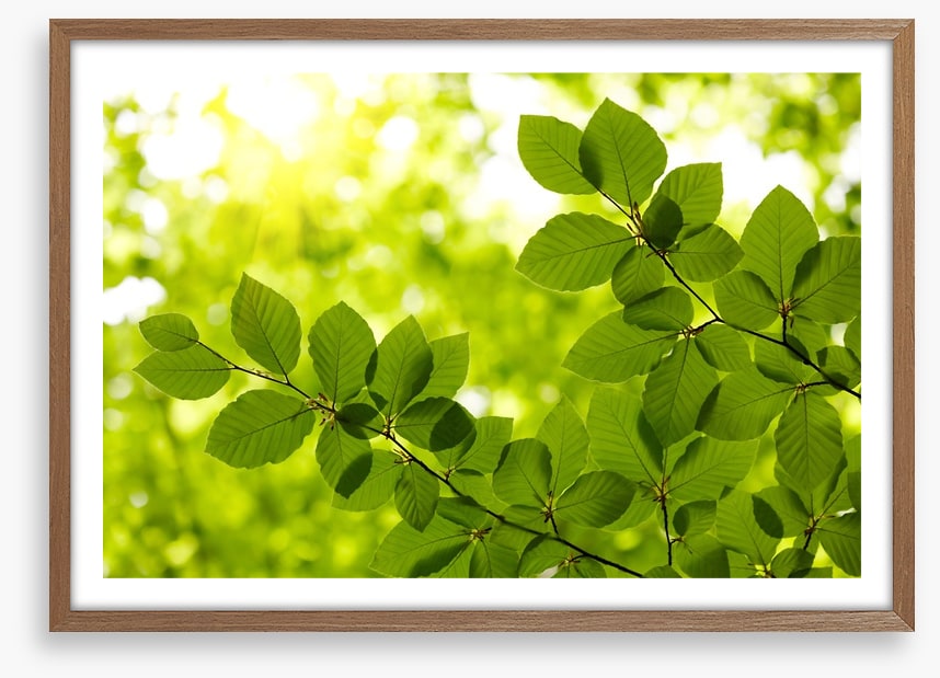 Leaves