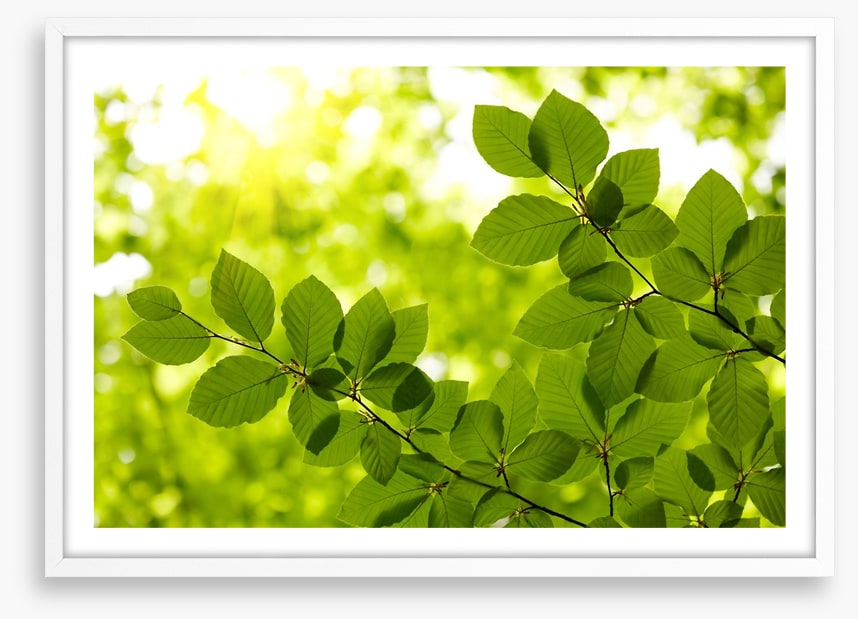 Leaves