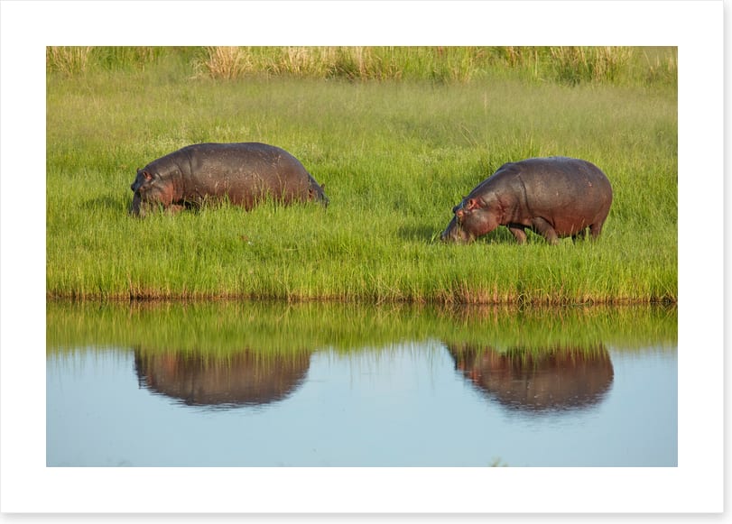 Hungry hippos